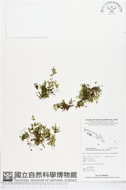 指裂細口團扇蕨藏品圖，第1張