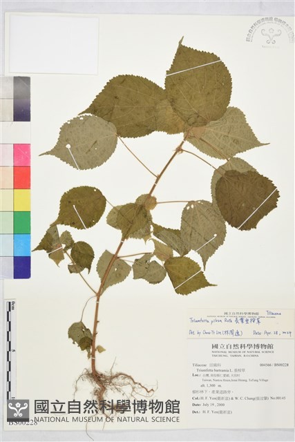 長葉垂桉草藏品圖，第1張