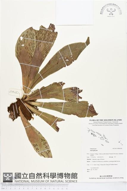 登錄號:BP00528藏品圖，第1張