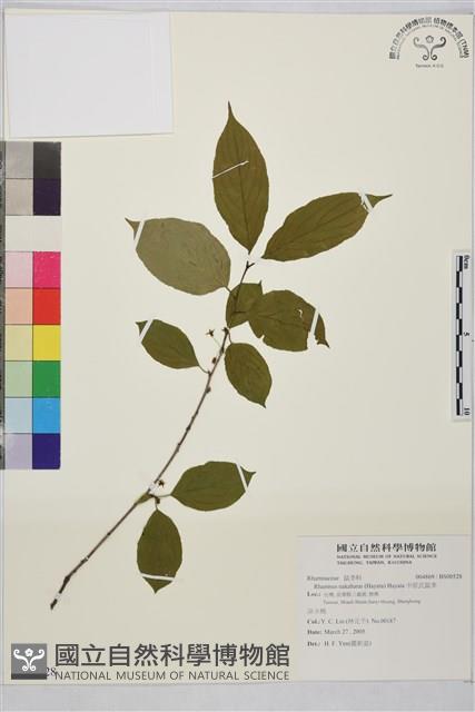 中原氏鼠李藏品圖，第1張