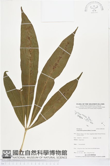 登錄號:BP01528藏品圖，第1張