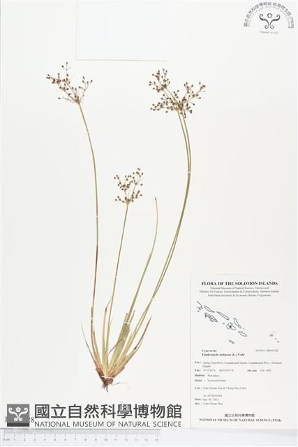 四稜飄拂草、木風草、日照飄拂草藏品圖，第1張