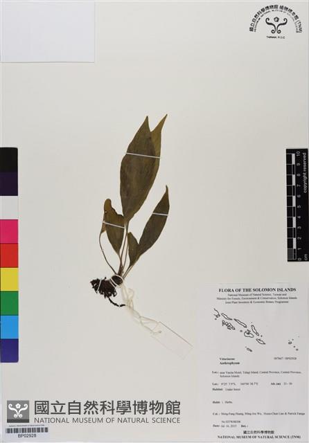 登錄號:BP02928藏品圖，第1張