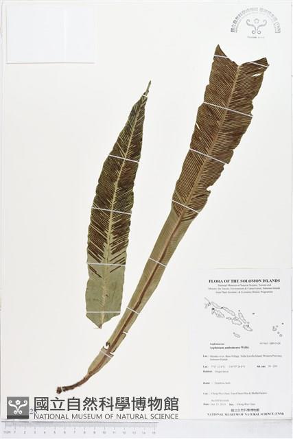 Accession Number:BP01928 Collection Image