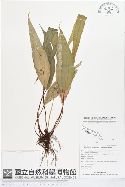 Accession Number:BP00328 Collection Image