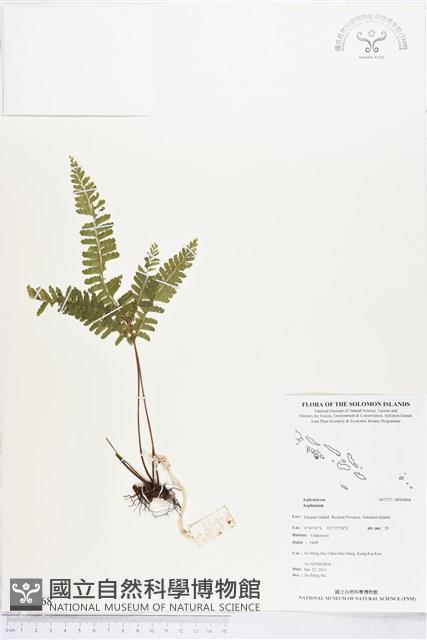 登錄號:BP00868藏品圖，第1張