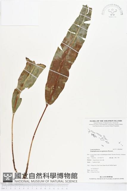 登錄號:BP00968藏品圖，第1張