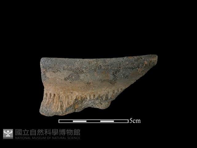 陶罐藏品圖，第1張