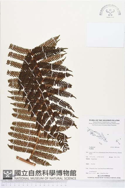 登錄號:BP01848藏品圖，第1張