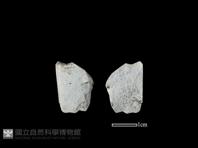 磨製石器藏品圖，第1張