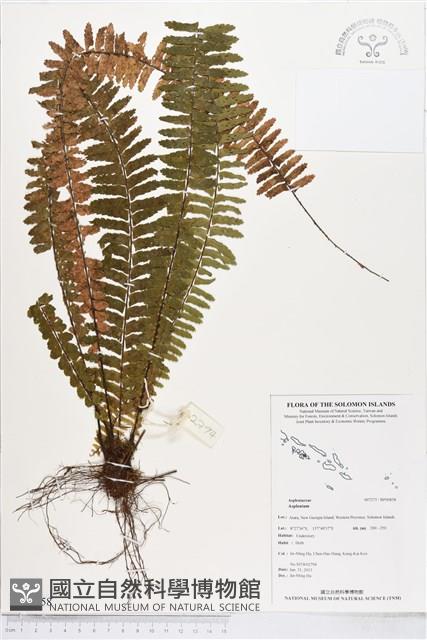 登錄號:BP00858藏品圖，第1張