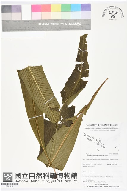 登錄號:BP02818藏品圖，第1張