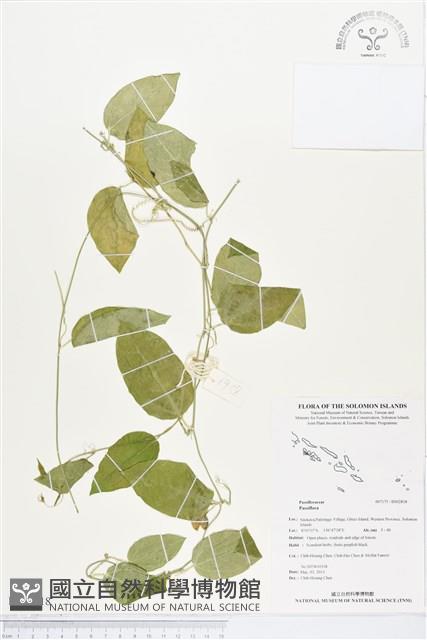 登錄號:BS02818藏品圖，第1張