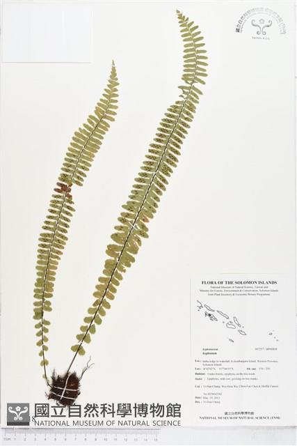 登錄號:BP00818藏品圖，第1張
