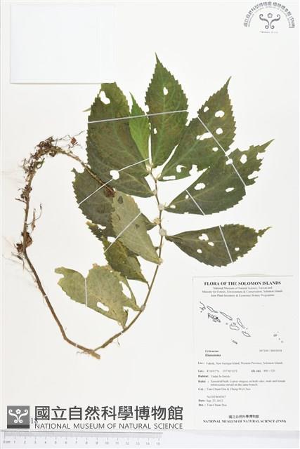 登錄號:BS01818藏品圖，第1張