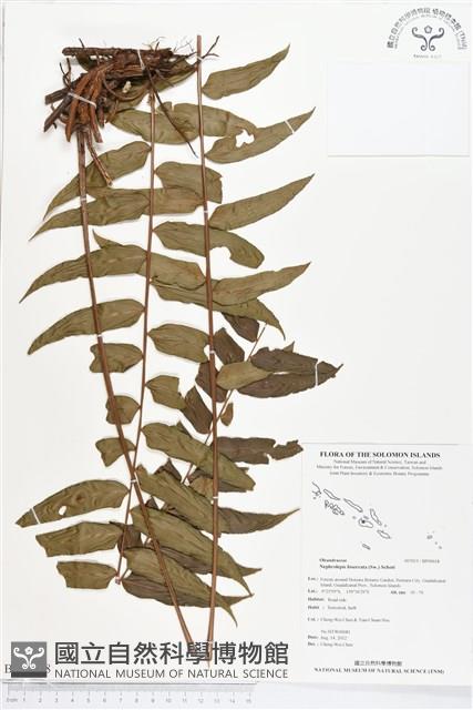 長葉腎蕨藏品圖，第1張