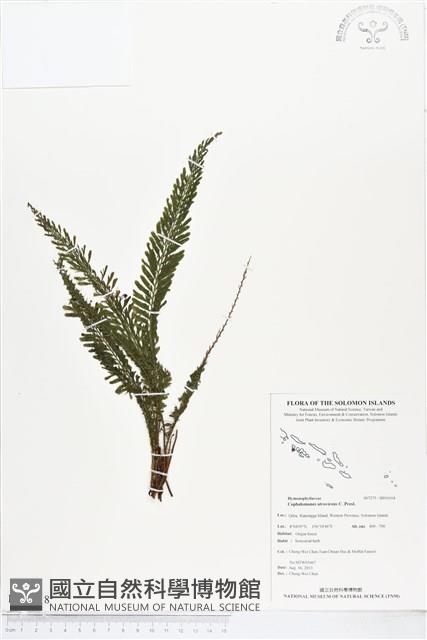 登錄號:BP01018藏品圖，第1張