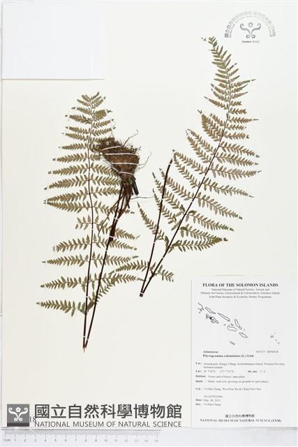 粉葉蕨藏品圖，第1張