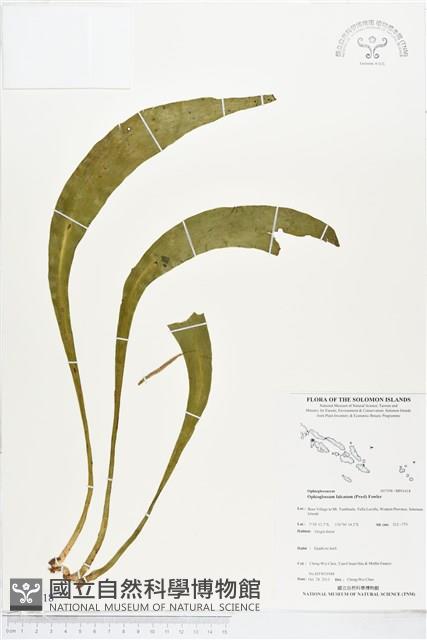 登錄號:BP01618藏品圖，第1張