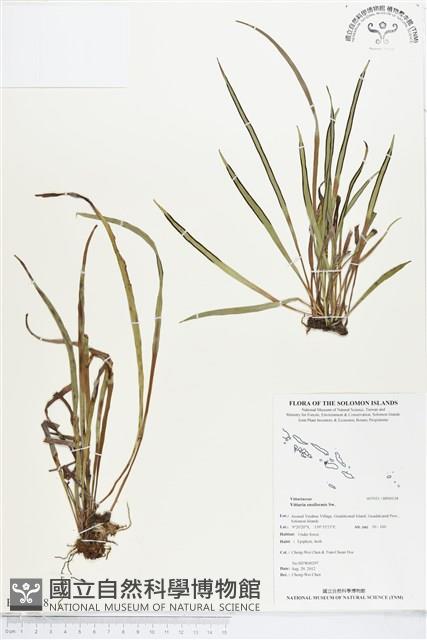 劍葉書帶蕨藏品圖，第1張