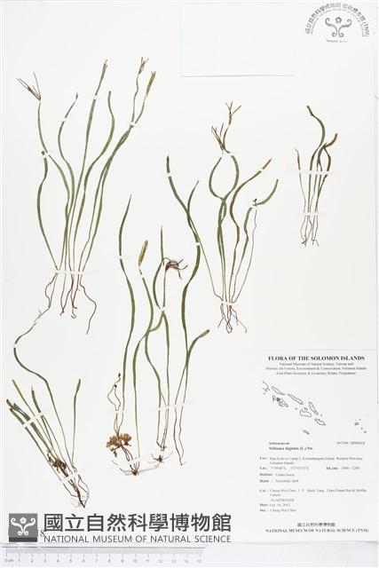 莎草蕨藏品圖，第1張