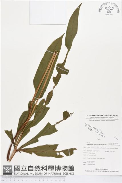 登錄號:BP00218藏品圖，第1張