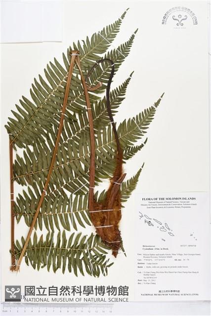 登錄號:BP00718藏品圖，第1張