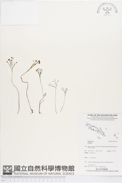 Accession Number:BP01718 Collection Image