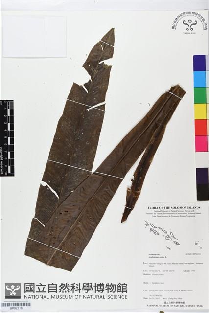 臺灣山蘇花藏品圖，第1張