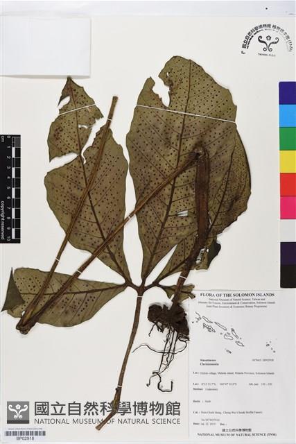 登錄號:BP02918藏品圖，第1張