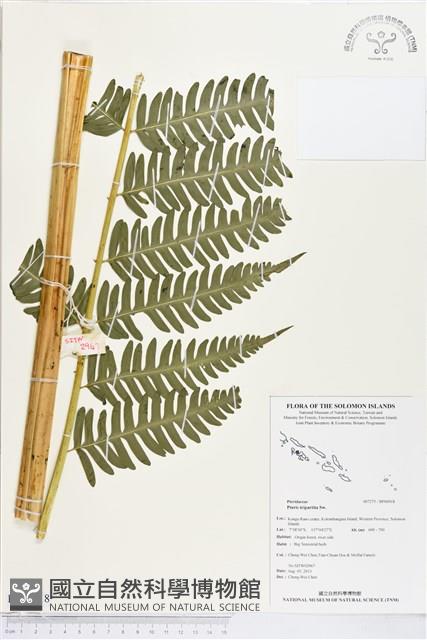 Trisect brake Collection Image