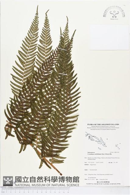 登錄號:BP01918藏品圖，第1張