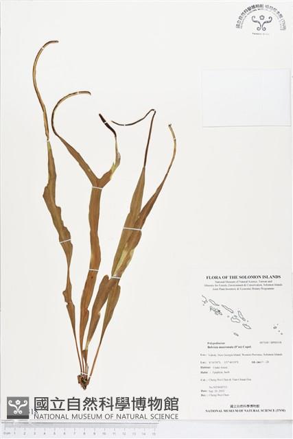 尖嘴蕨藏品圖，第1張