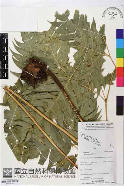 登錄號:BP02808藏品圖，第1張