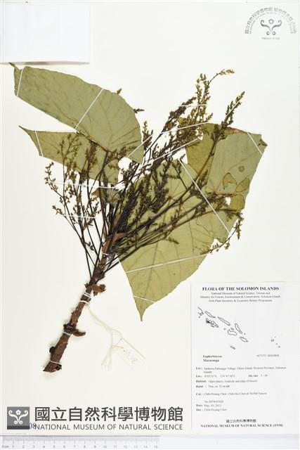 登錄號:BS02808藏品圖，第1張