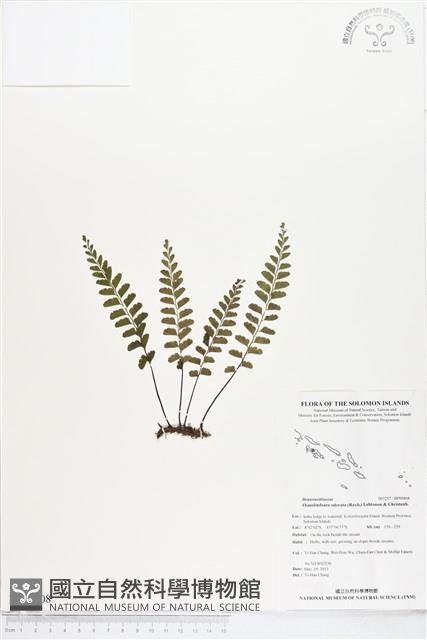 陵齒蕨藏品圖，第1張