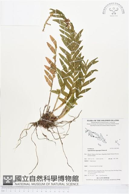 登錄號:BS03808藏品圖，第1張