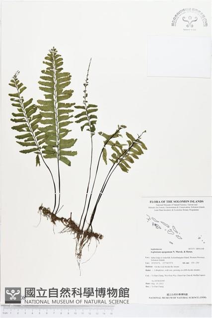 無配鐵角蕨藏品圖，第1張