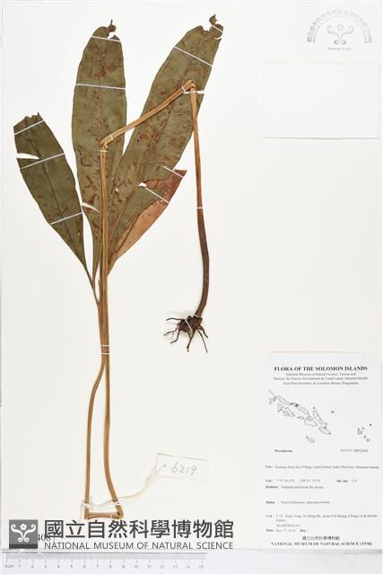 登錄號:BP02408藏品圖，第1張