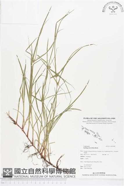 短葉水蜈蚣藏品圖，第1張