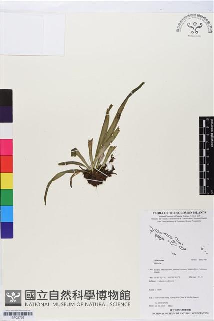 登錄號:BP02708藏品圖，第1張