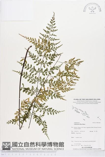 登錄號:BP01508藏品圖，第1張