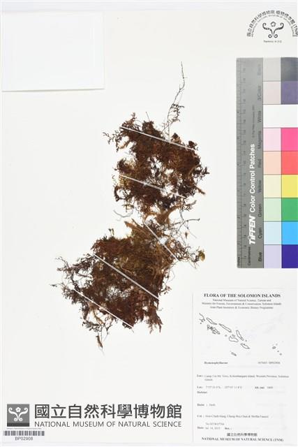 登錄號:BP02908藏品圖，第1張