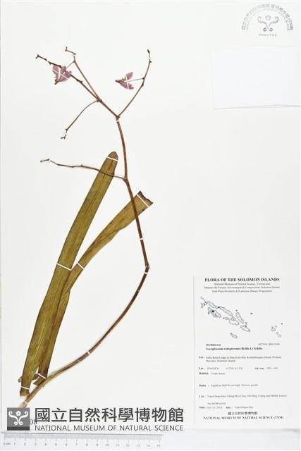 登錄號:BS03908藏品圖，第1張