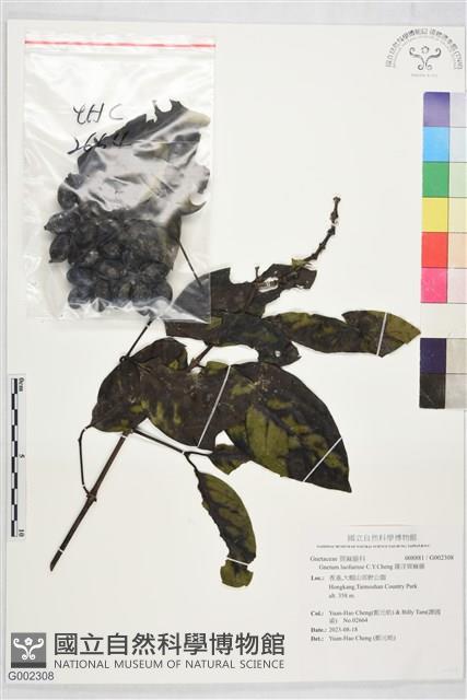 羅浮買麻藤藏品圖，第1張