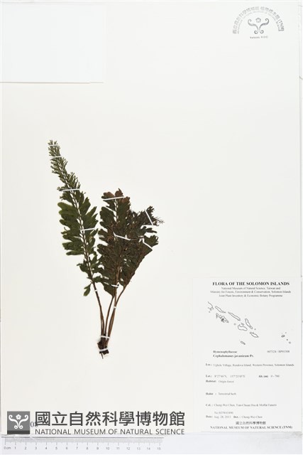 菲律賓厚葉蕨藏品圖，第1張