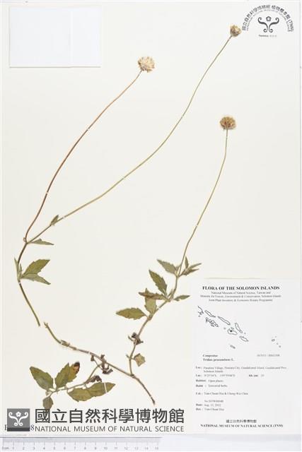 長柄菊藏品圖，第1張