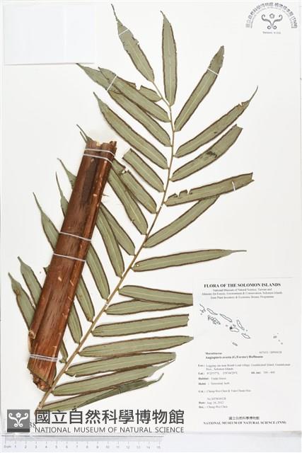 蘭嶼觀音座蓮藏品圖，第1張