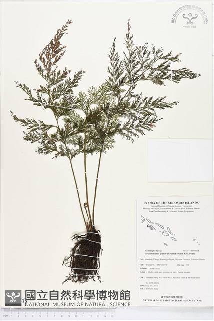 Accession Number:BP00638 Collection Image