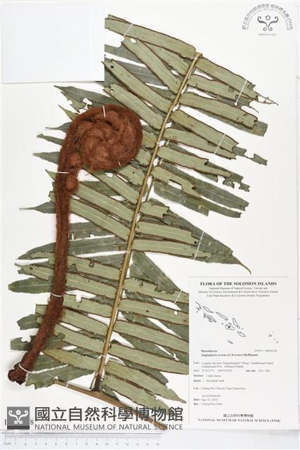 蘭嶼觀音座蓮藏品圖，第1張